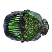 PHANAEUS LANSIFER